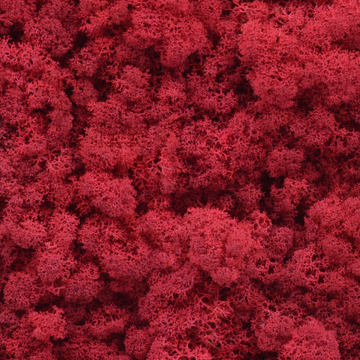 Licheni natural 500gr burgundy
