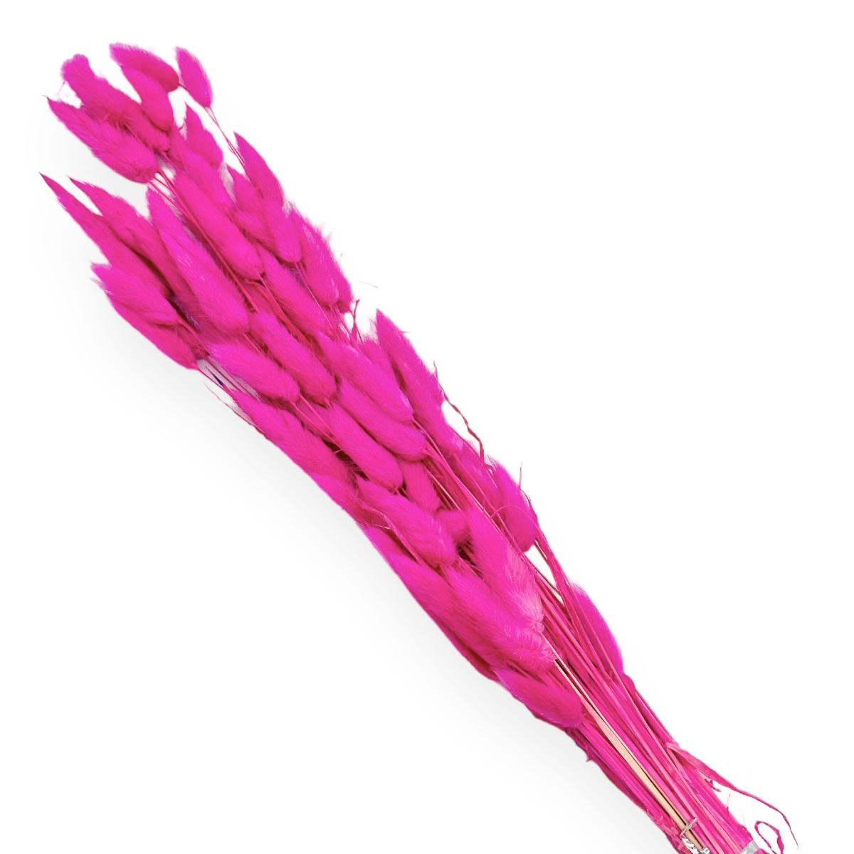 Buchet lagurus mare Fuchsia